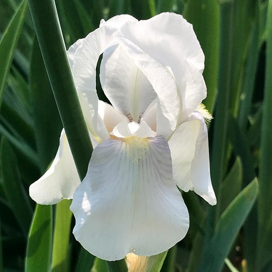 Iris nain 'bright white' godet de 8/9 cm