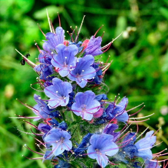 Echium vulgare - vipérine commune - le pot / ø 9cm