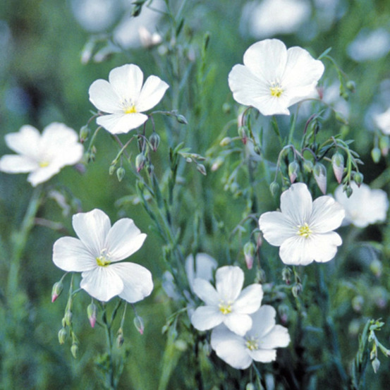 Lin vivace diamant lot de 3 godets