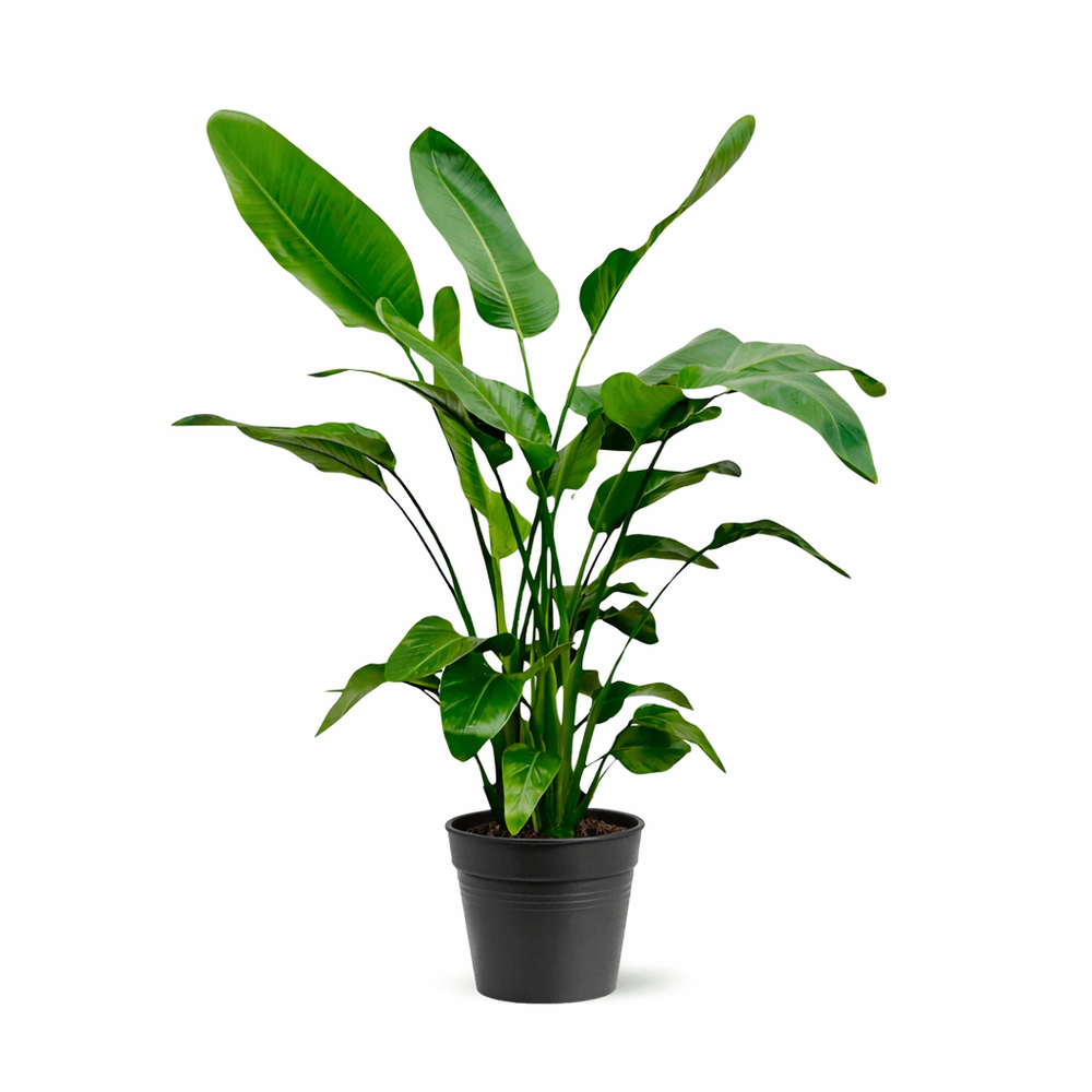 Strelitzia nicolai - 140 - 150cm - ø21 - plantes d'intérieur