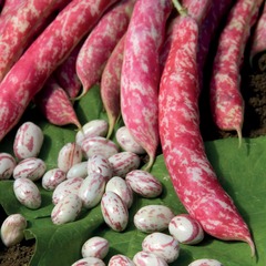 Haricot nain flambo - le sachet / 80g / 120 graines