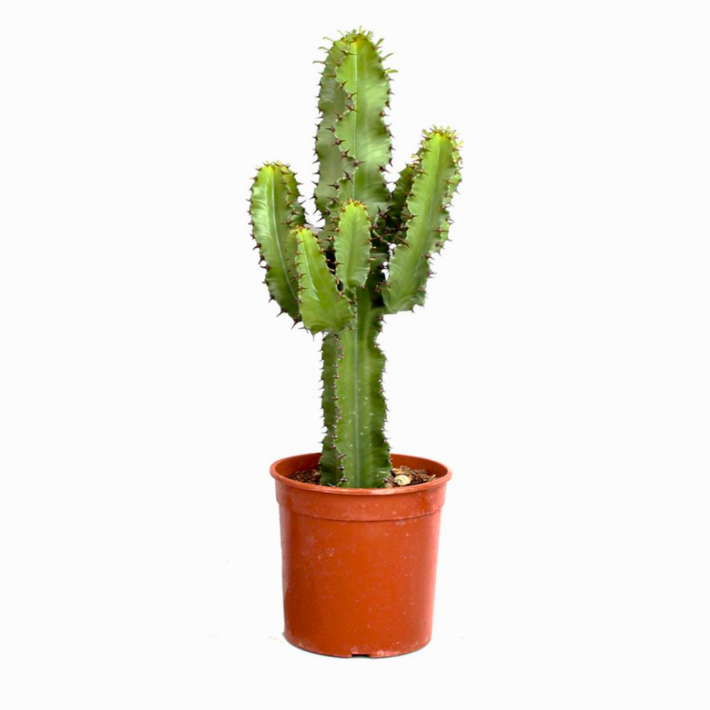 Cactus - euphorbia erytrea - 80cm
