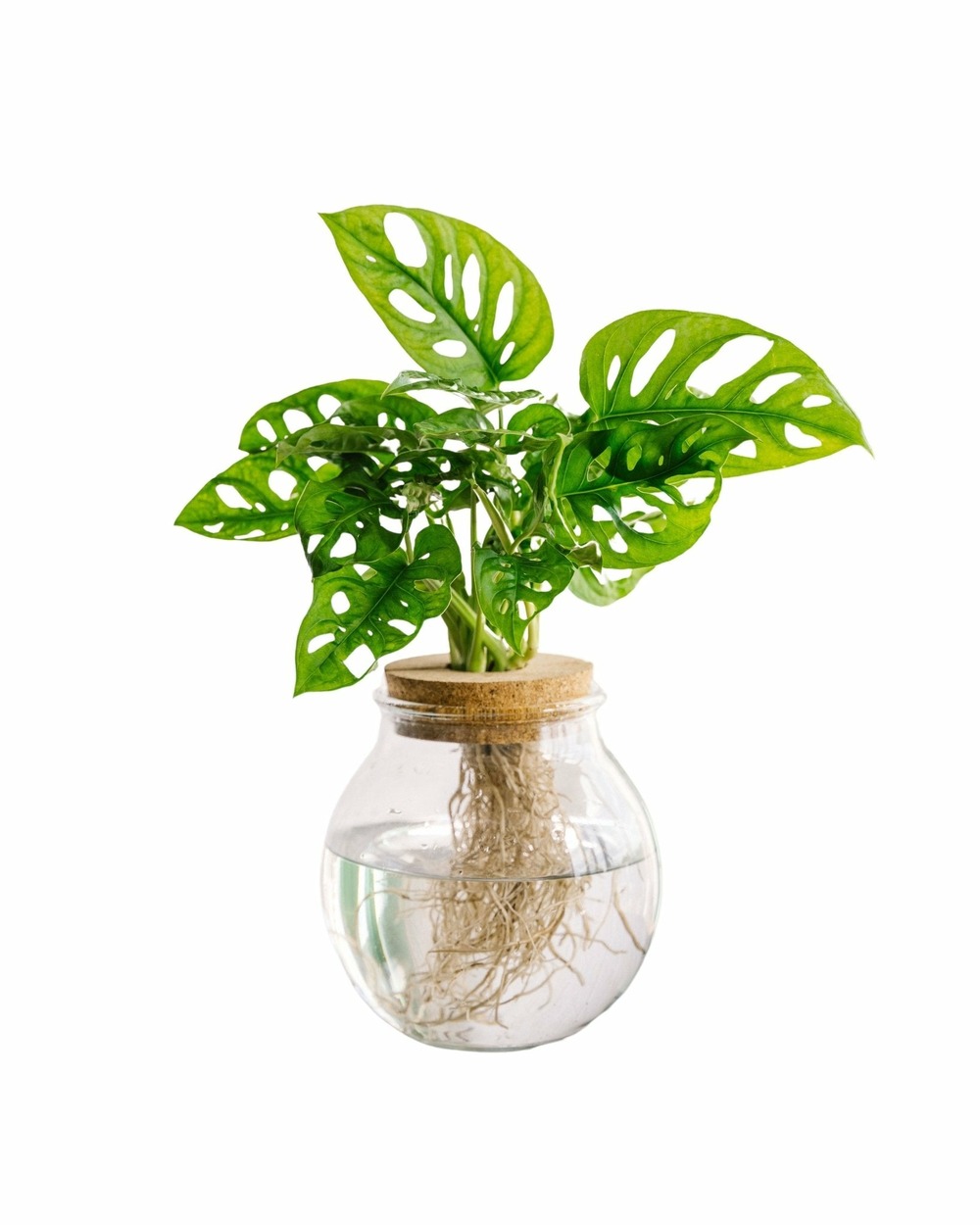 Monstera adansonii en hydroculture 25cm - plante d'intrieur | Truffaut