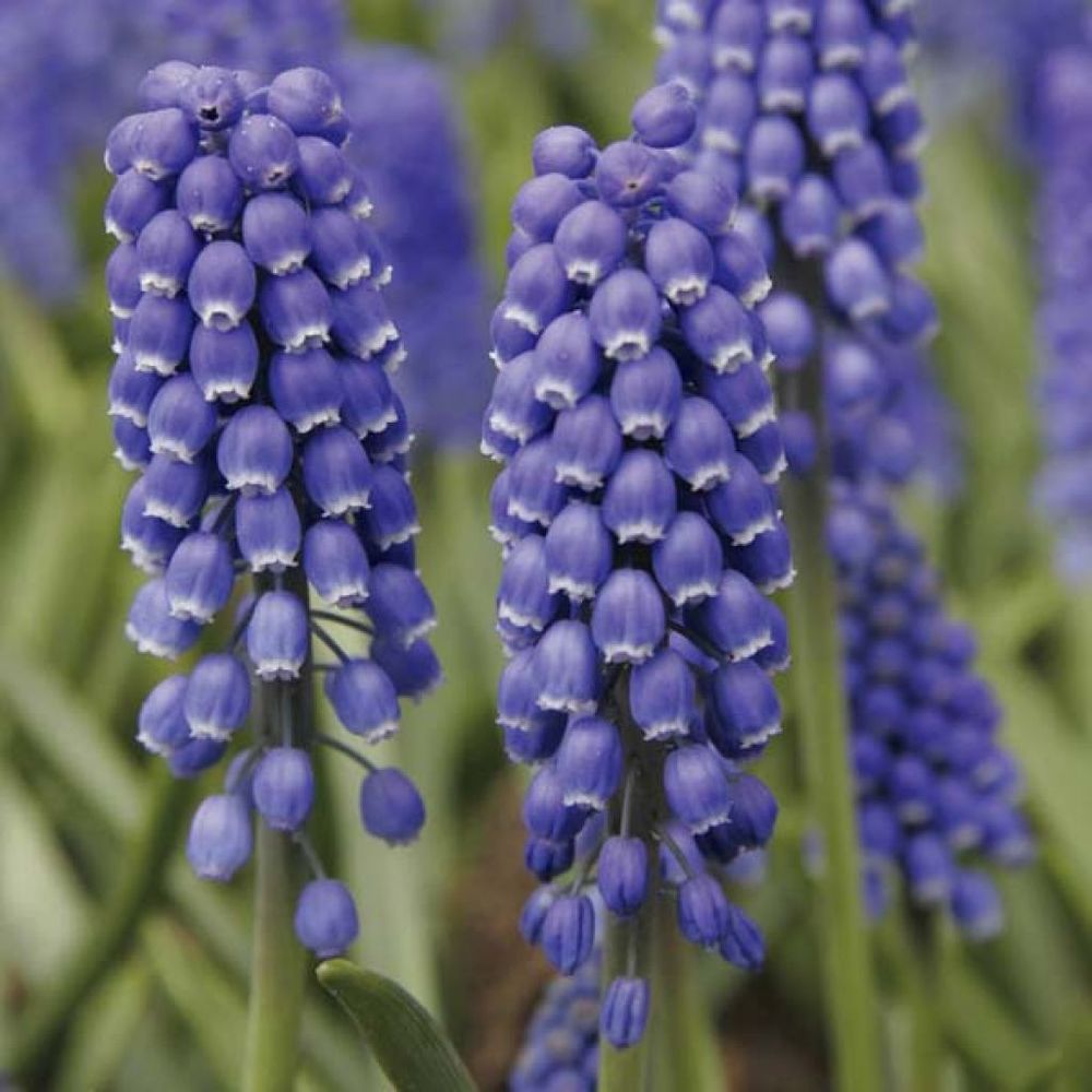 Muscari 'big smile' bulbe calibre 8+ (par 15)