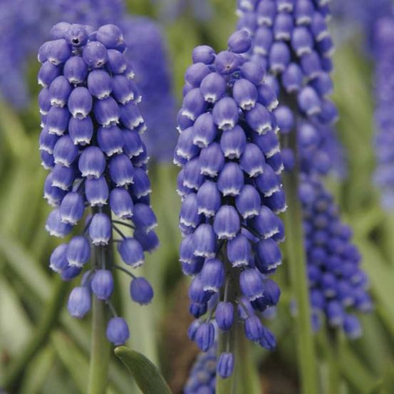 Muscari 'big smile' bulbe calibre 8+ (par 15)