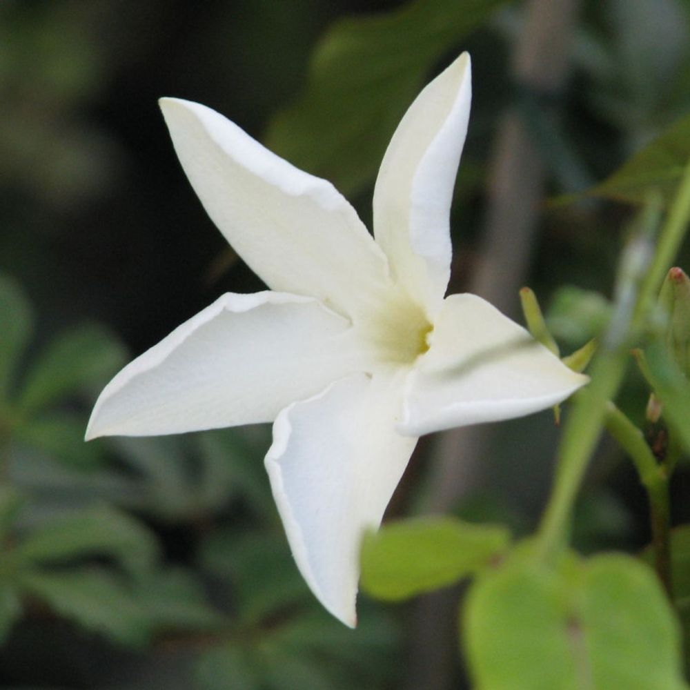 Jasmin du chili godet - 5/20 cm