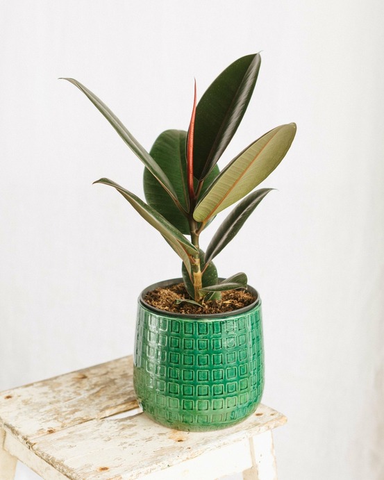 Ficus elastica robusta 35cm - plante d'intérieur