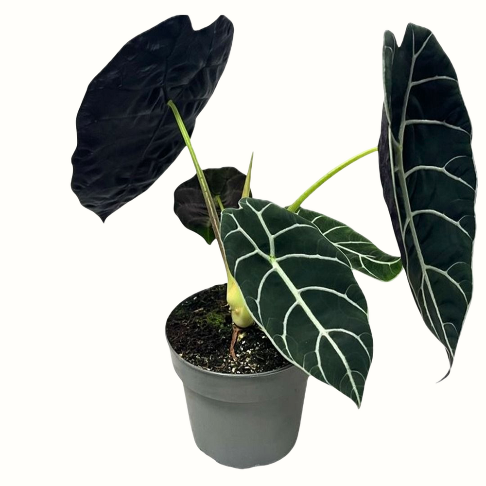 Alocasia pride of curup - 35cm - plante rare