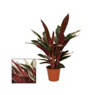 Plante d'ombre à motif de feuilles inhabituel - calathea triostar - pot de 14cm