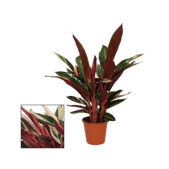 Plante d'ombre à motif de feuilles inhabituel - calathea triostar - pot de 14cm