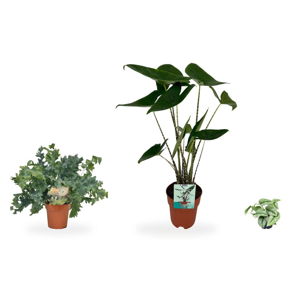 Coin jungle zébré — alocasia zebrina, phlebodium davana & scindapsus pictus trebie — lot de 3 plantes