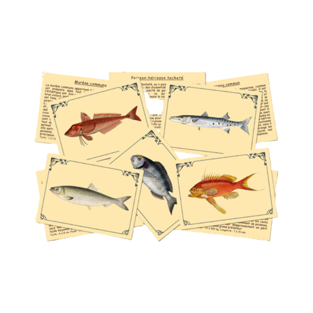 J'apprends à reconnaîtres les poissons