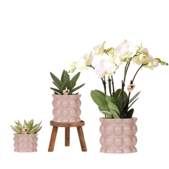 Orchidée phalaenopsis 'ghent' blanche (phalaenopsis) - set avec plantes vertes et cache-pots - plantes d'intérieur