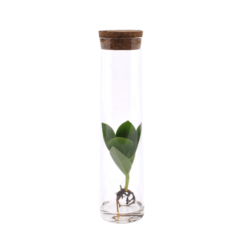 Clusia in tube glas - ø5cm - ↕15cm - plantes d'intérieur