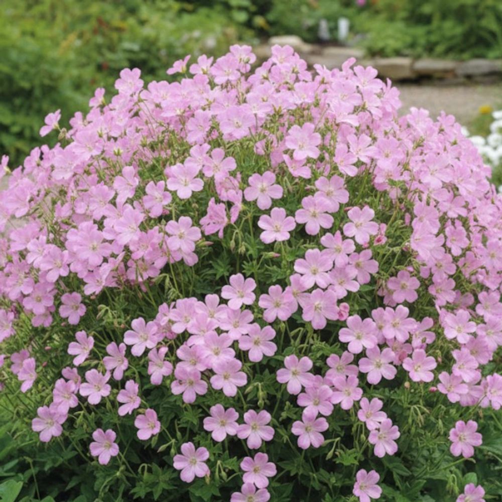 Géranium vivace wargrave pink lot de 5 godets