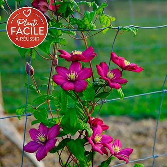 Clématite 'ville de lyon' - clematis 1,5l - 40/60cm