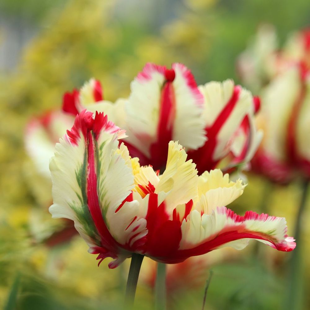 Tulipe perroquet 'flaming parrot' bulbe calibre 11+ (par 6)