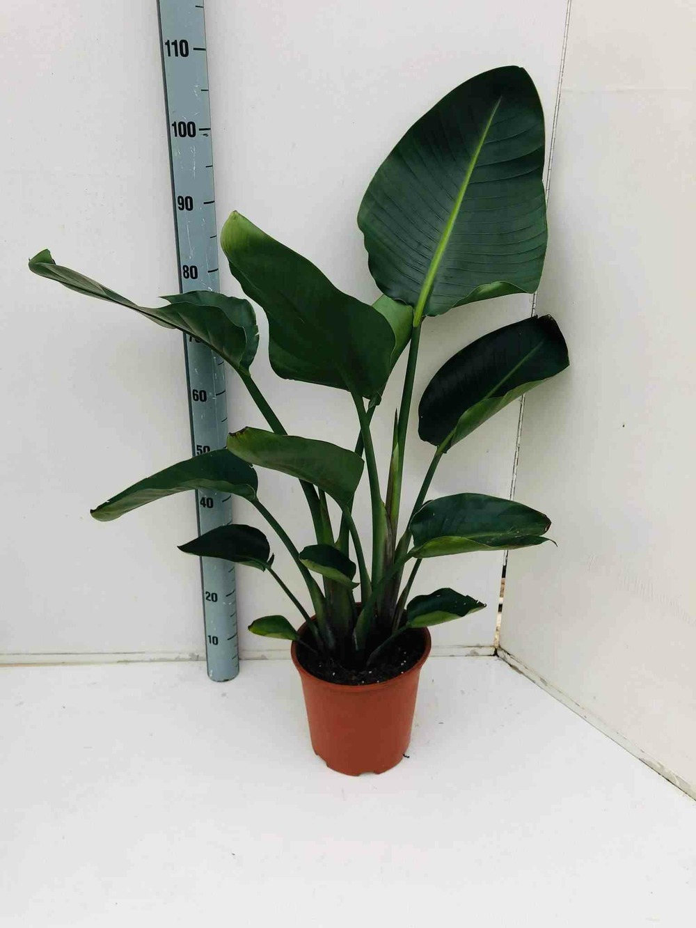 Strelitzia nicolai (oiseaux du paradis géant) pot de 6 litres - 100/120 cm -