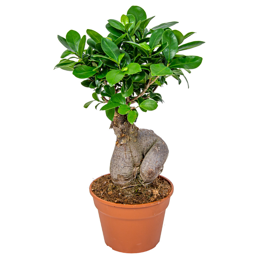 Ficus ginseng - bonsaï - plantes d’intérieur - dépolluante - 30-40 cm de haut - pot 17 cm
