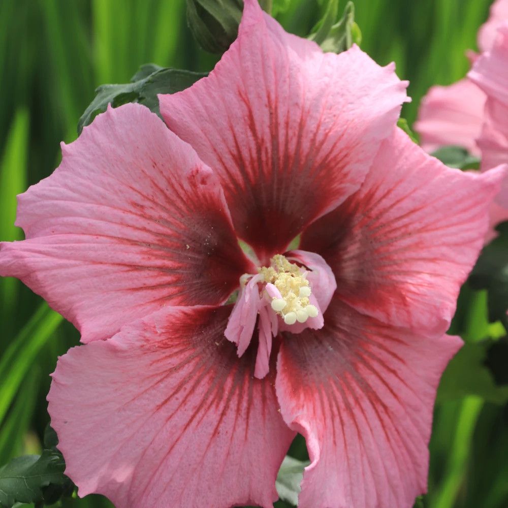 Hibiscus hibisa® 'rosada', althéa pot de 5l - 40/60 cm