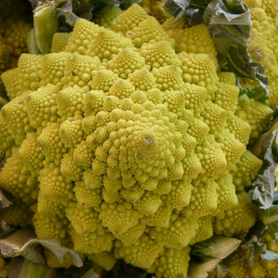 Plants de chou romanesco veronica f1 barquette de 6 mottes