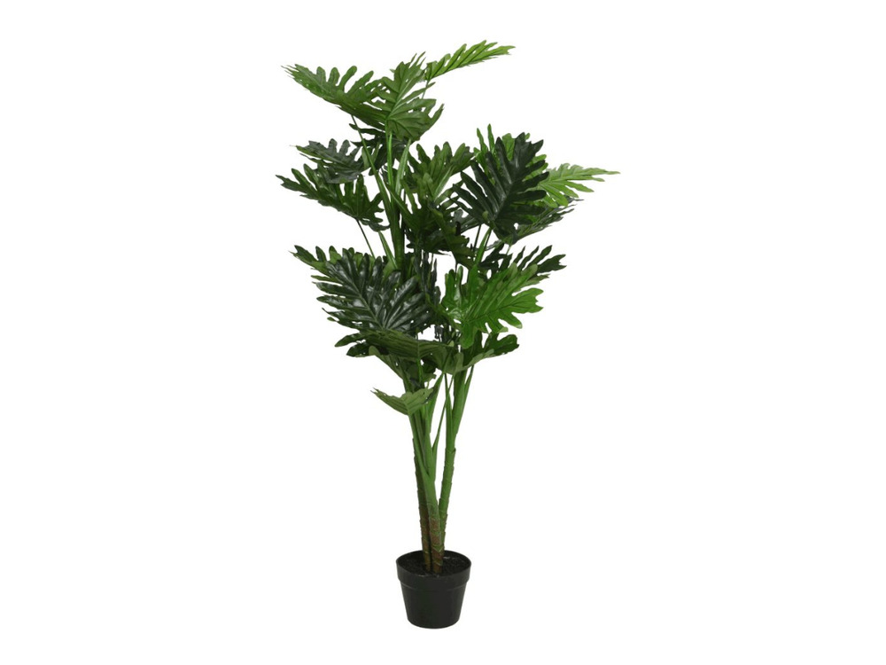Philodendron en pot plastique