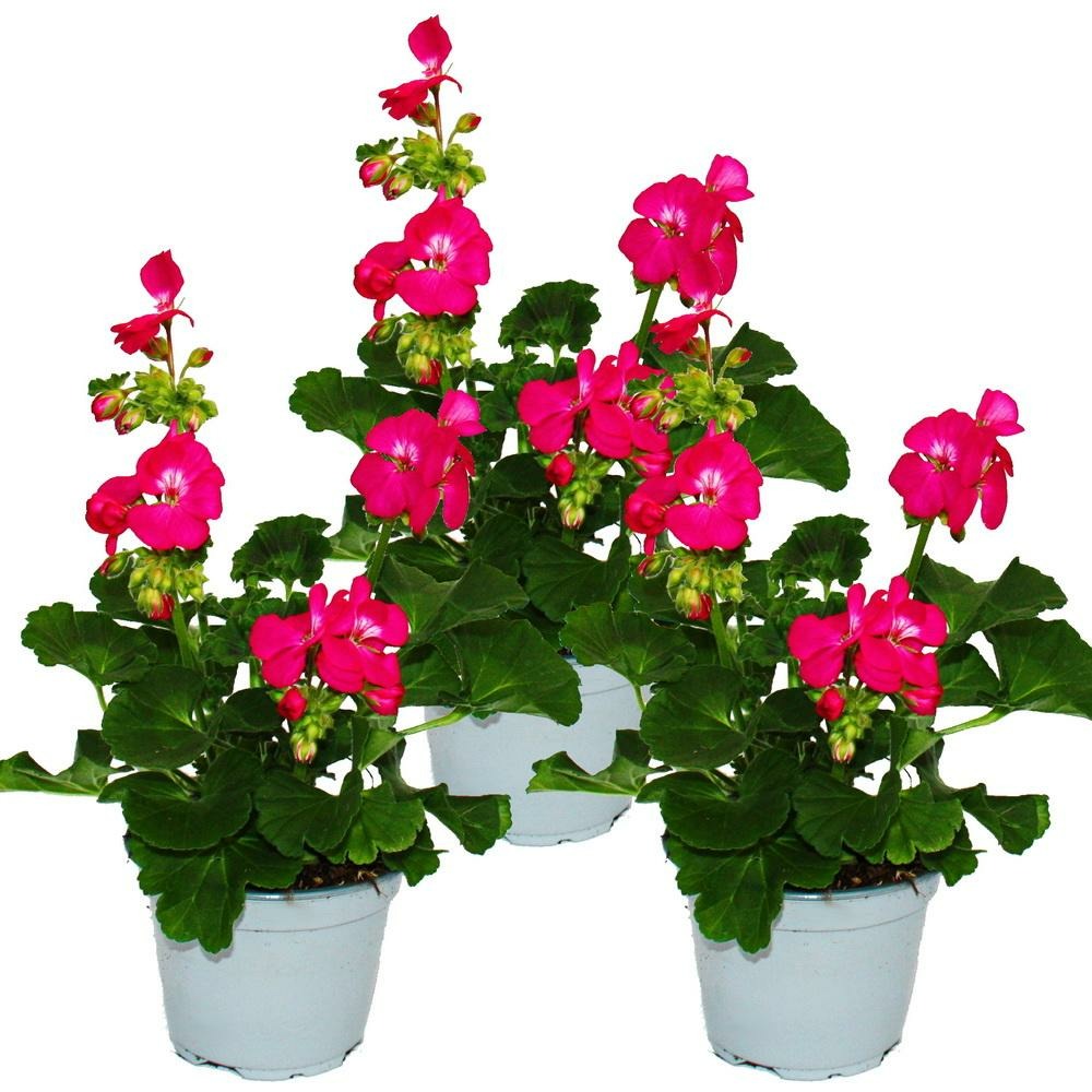 Géraniums sur pied - pelargonium zonale - pot 12cm - set de 3 plantes - rose