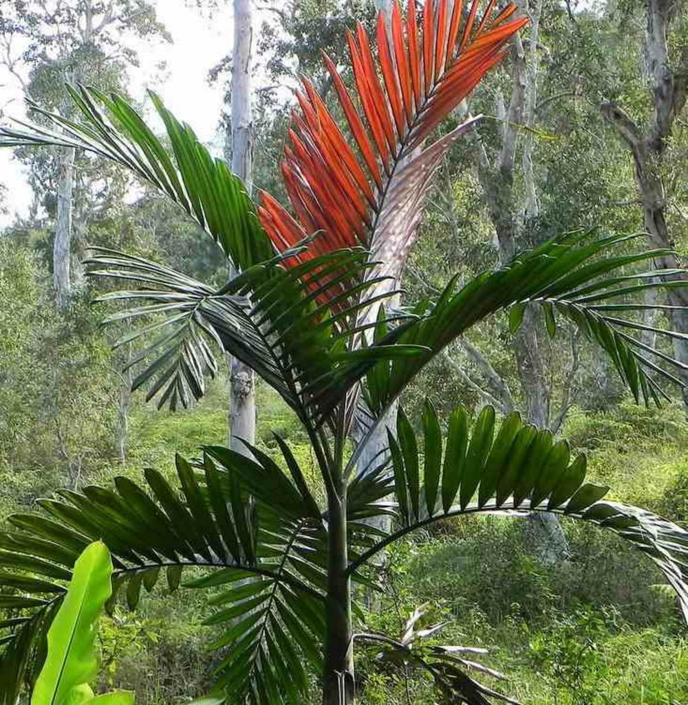 Chambeyronia macrocarpa pot de 2 litres ? 30/40 cm