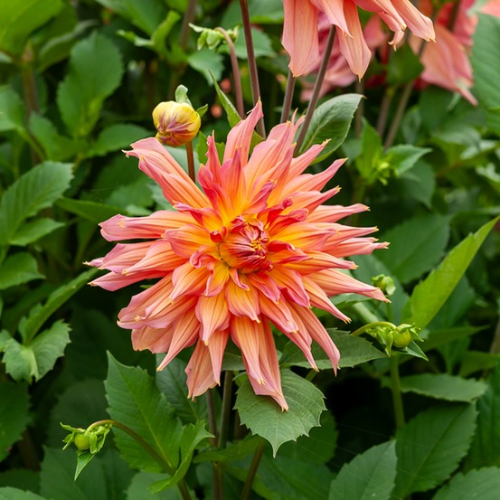 Dahlia cactus omega - le sachet de 1 bulbe