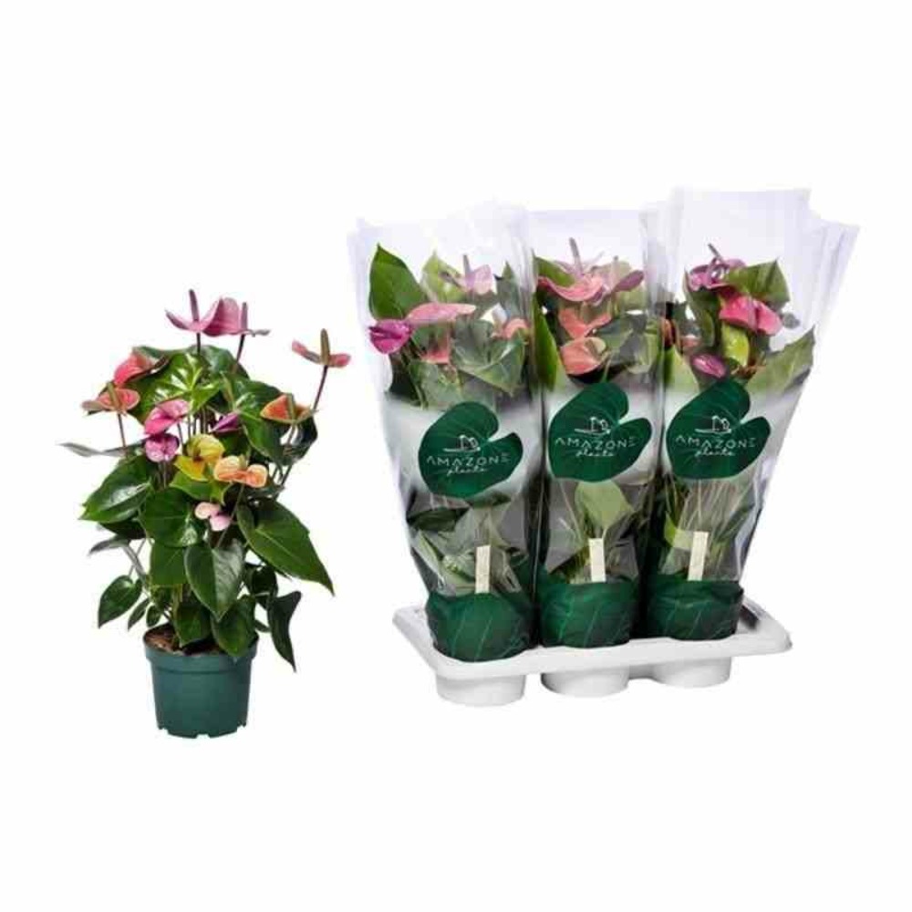 Anthurium andreanum violet (rose anthure flamant, langue de feu) pot de 2 litres - 50/70 cm