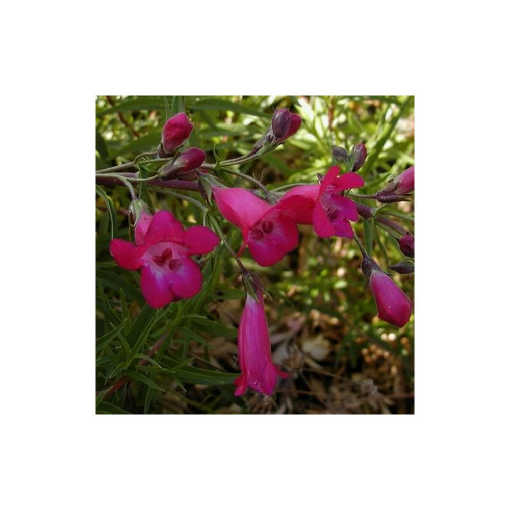 Penstemon andenken an friedrich hahn lot de 5 godets