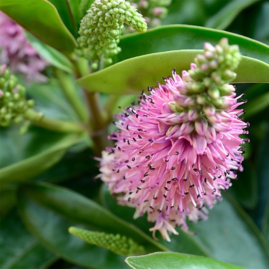 Hébé, véronique arbustive 'linda' pot de 3l/4l