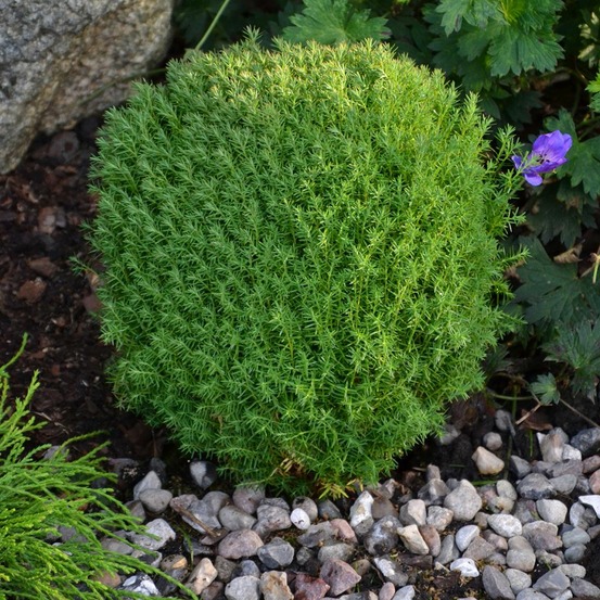 Thuya du canada 'teddy' pot de 2l/3l