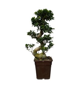 Ficus microcarpa ginseng - h80-110 cm - ø27 cm