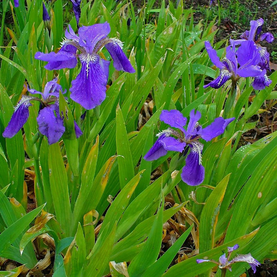 Iris des toits lot de 3 godets