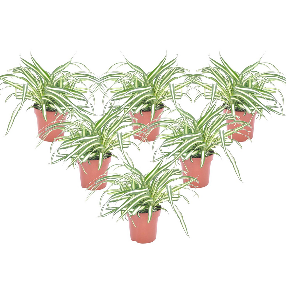 Plante araignée - set de 6 - chlorophytum comosum 'atlantic' - h25-40cm - ⌀12cm