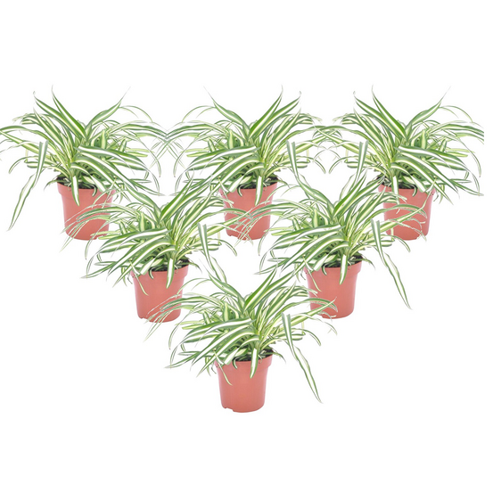 Plante araignée - set de 6 - chlorophytum comosum 'atlantic' - h25-40cm - ⌀12cm