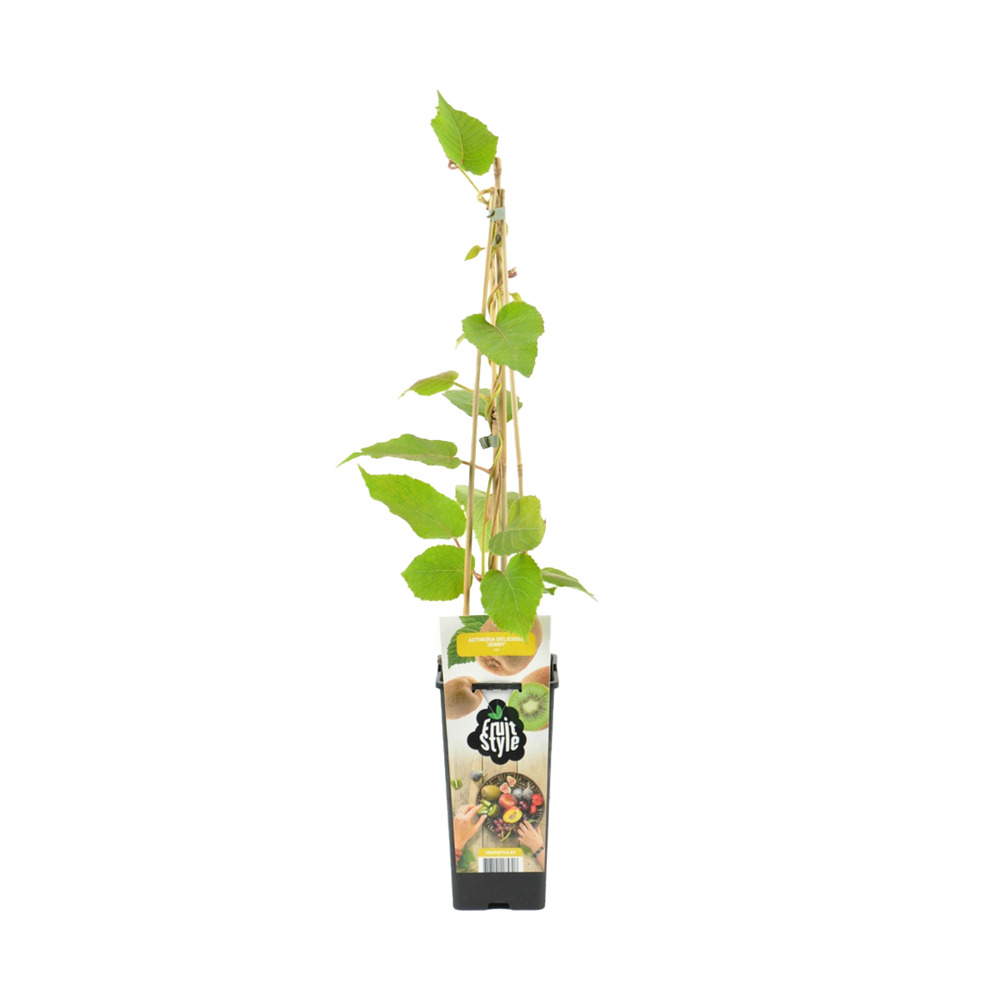 Actinidia deliciosa 'jenny' - plante kiwi - plantes fruitières - ⌀14 cm - hauteur 60-70cm