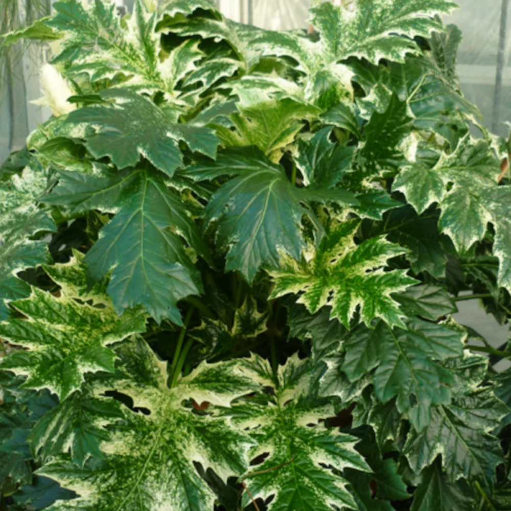 Acanthe tasmanian angel, acanthus lot de 9 godets