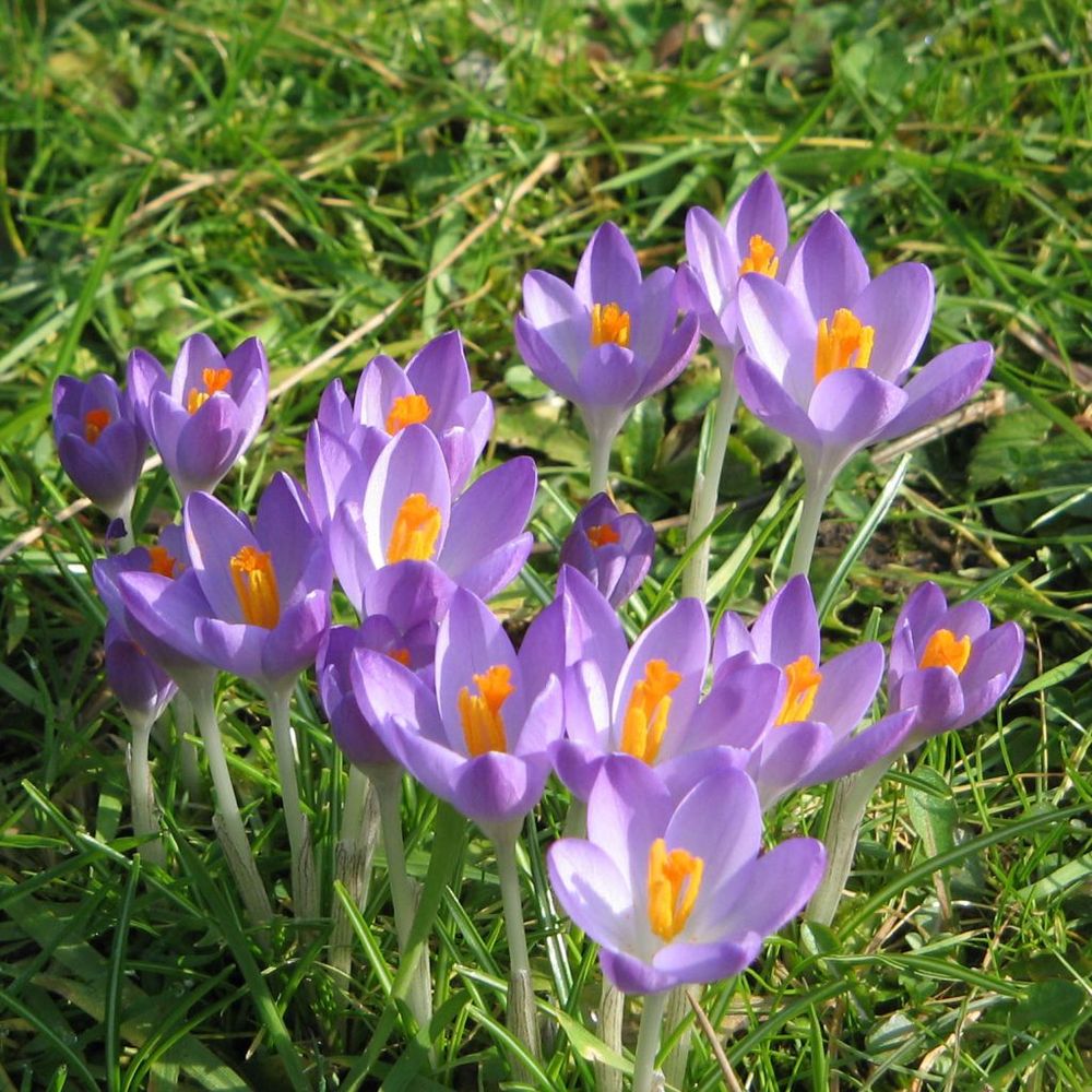 Crocus du paysan 'barr's purple' bulbe calibre 6+ (par 30)