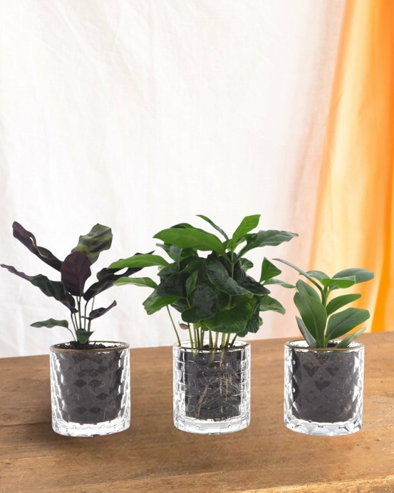 Trio de plantes avec pot en verre cm - plante d'intérieur