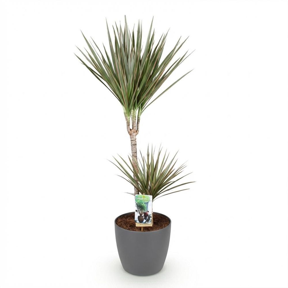 Dracaena marginata bicolor
