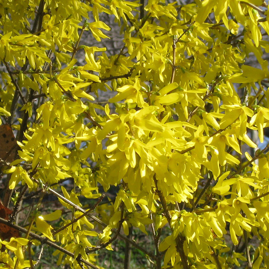 Forsythia nimbus - mimosa de paris nain pot de 3l/4l