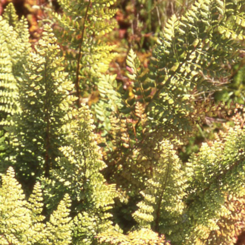 Polystic plumosum densum godet - 5/20 cm