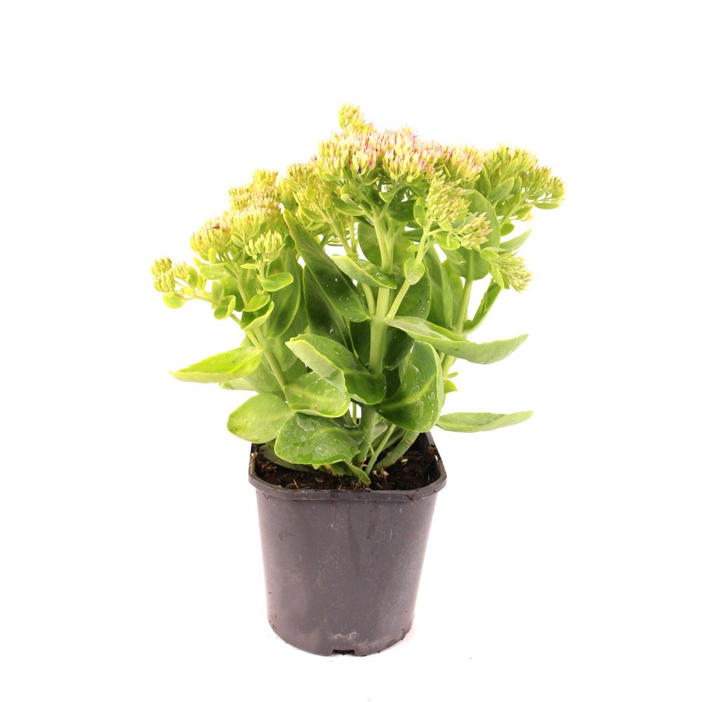 Sedum spectabilis pot 2 l