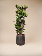 Plante d'intérieur - codiaeum iceton croton 140cm