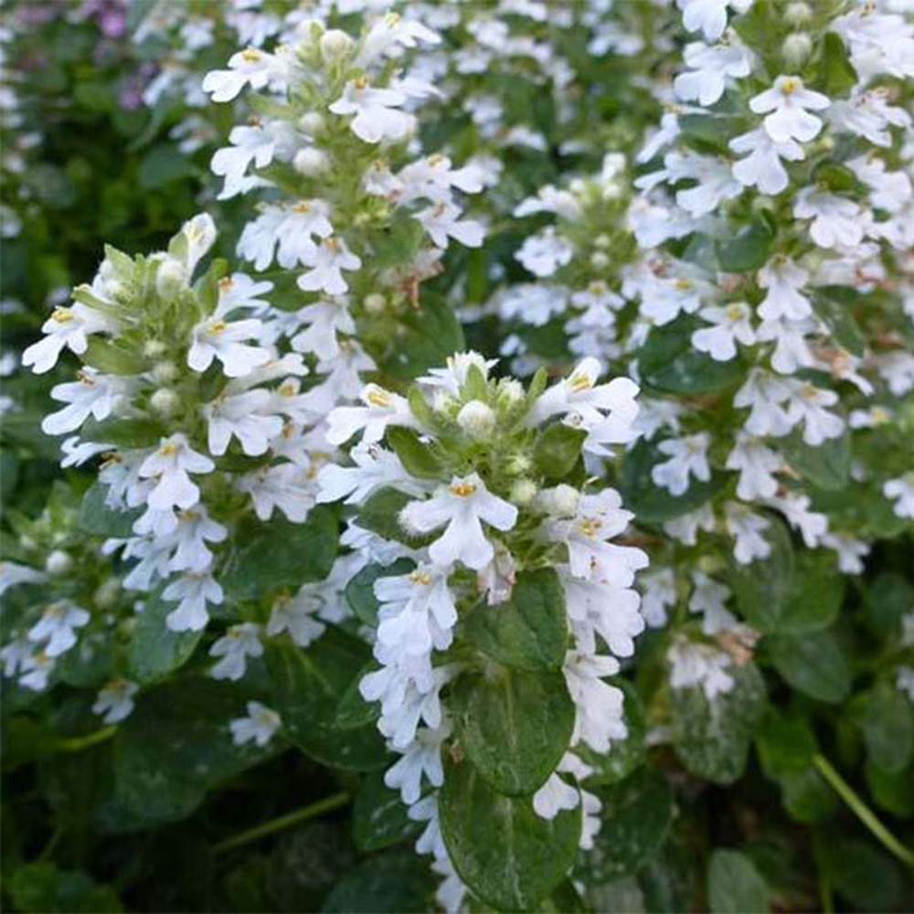 Bugle rampant 'alba' godet de 7/8 cm