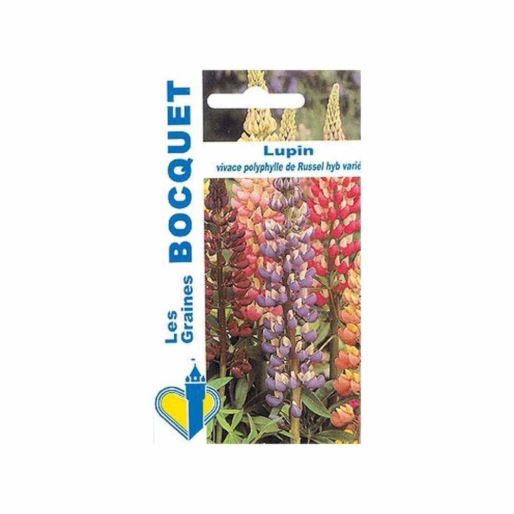 Lupin vivace polyphylle de Russel hybride var