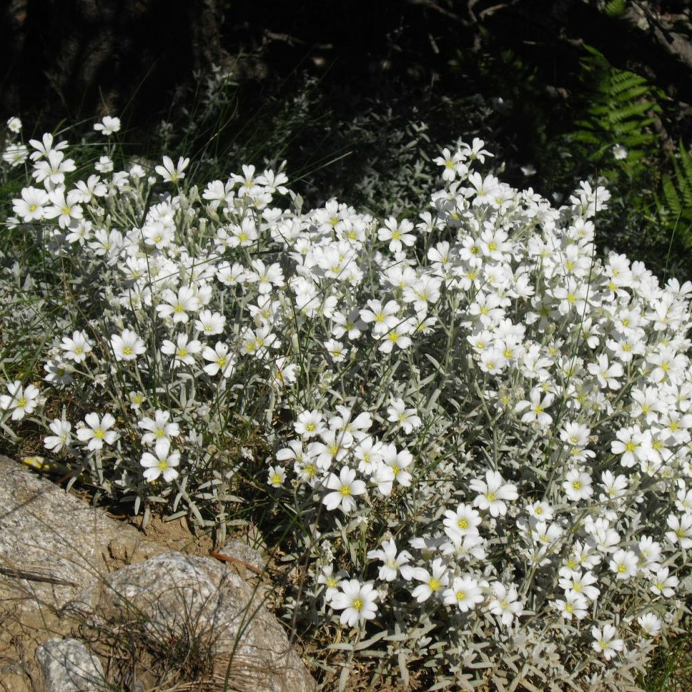 Cerastium tomentosum 'yoyo' godet de 8/9 cm