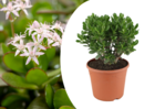 Crassula ovata 'minor' xl - plante d'intérieur - succulente - ⌀ 30cm - h60-65cm